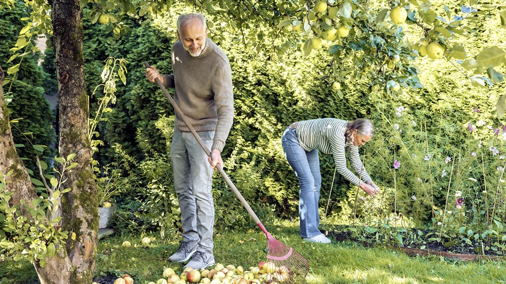En mann og en dame rydder nedfallsfrukt og blomster i hagen. Foto.